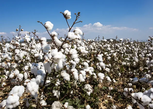 U.S.–Uzbekistan Trade and Investment Rise in Textiles, Agriculture & Energy